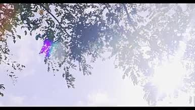 （4k实拍）阳光树叶生命希望和生命气息视频的预览图